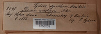 Leptosphaeria acuta image